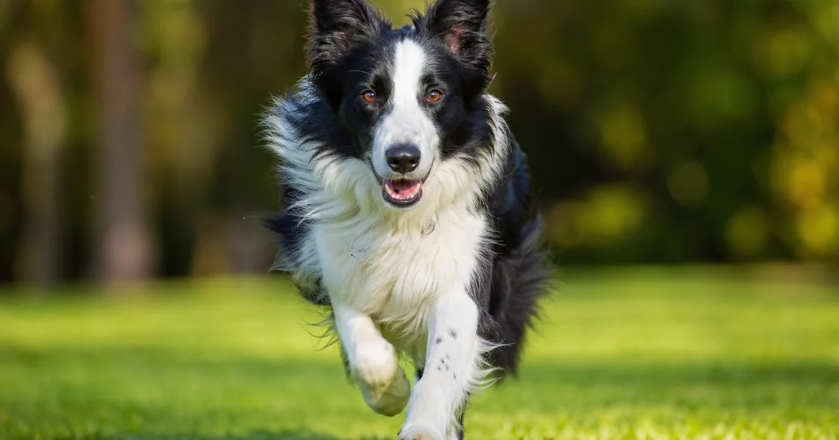 Border Collie running in park