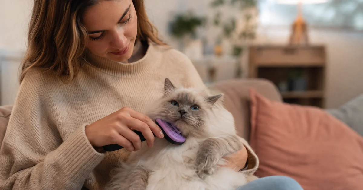 飼主在客廳梳理貓咪,預防毛球的日常照護