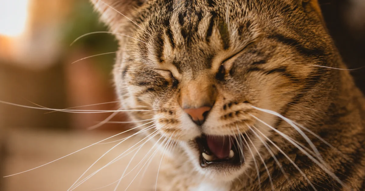 Cat sneezing close up portrait