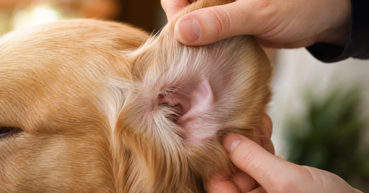 狗狗耳朵發炎怎麼辦?飼主檢查垂耳犬的耳朵
