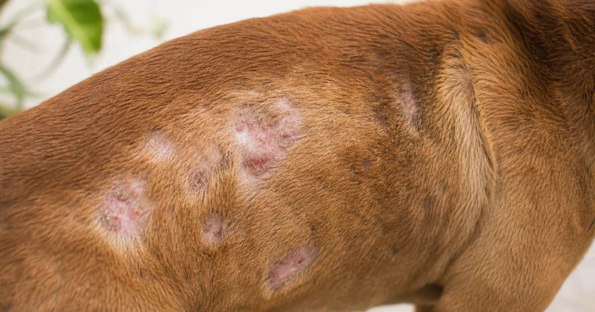 狗狗皮膚病症狀:柴犬側腹圓形脫毛與結痂的臨床照片