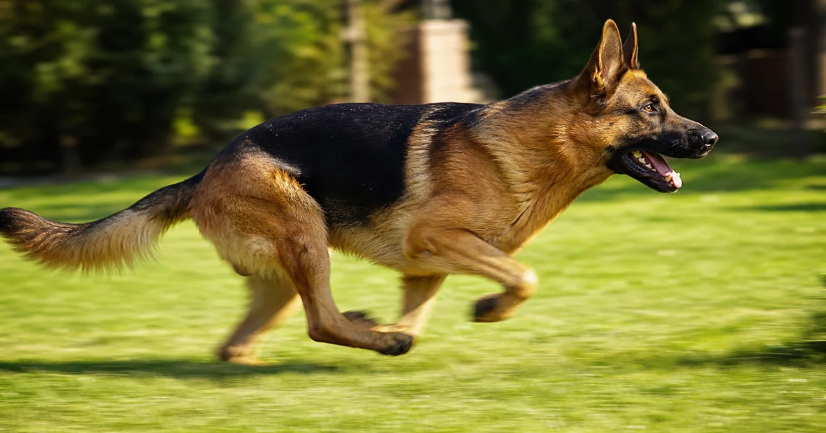德國牧羊犬在公園奔跑展示活力與體型