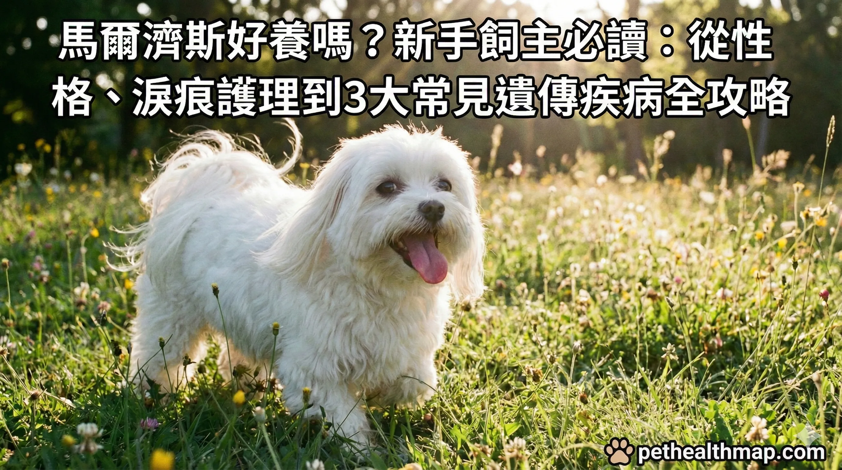 一隻毛色雪白、眼睛明亮的快樂馬爾濟斯犬在草地上