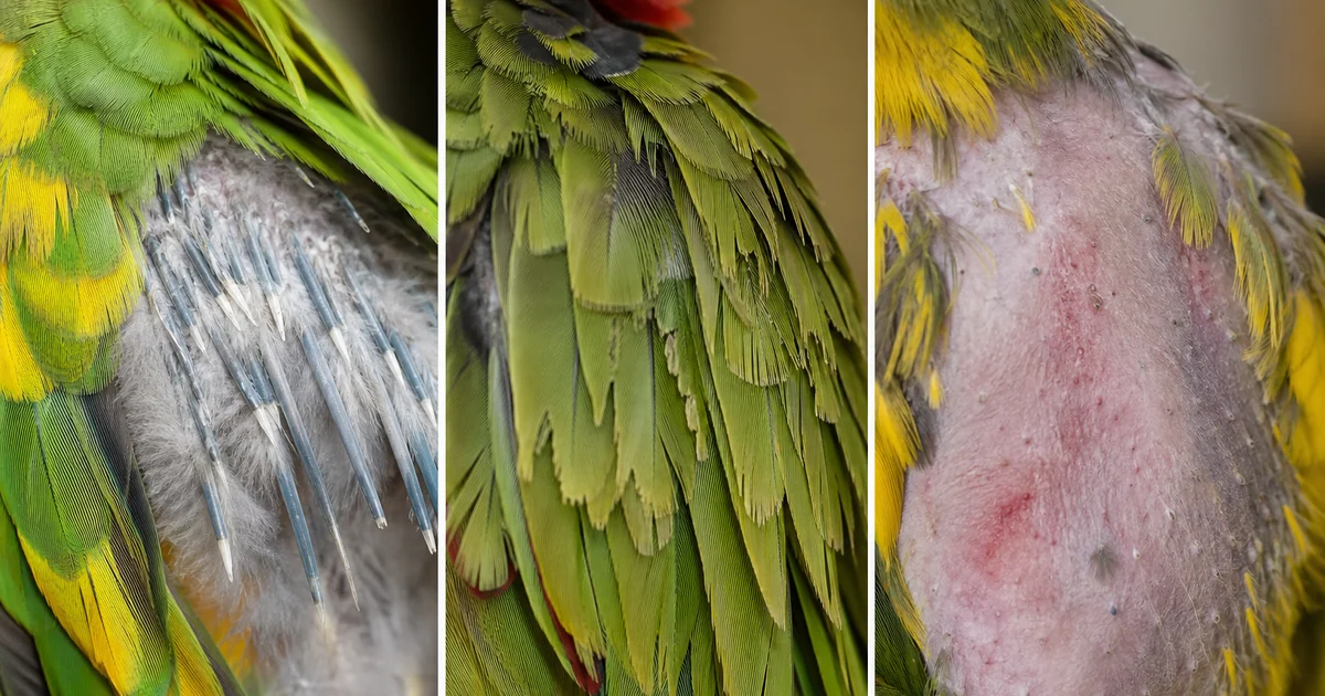 鸚鵡拔毛怎麼辦:FEATHER七步自查指南封面圖